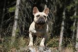 BOULEDOGUE FRANCAIS 232